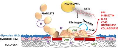 Thrombosis and Inflammation—A Dynamic Interplay and the Role of Glycosaminoglycans and Activated Protein C